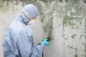 Mold Documentation for Insurance Claims in Ranchos De Taos, NM